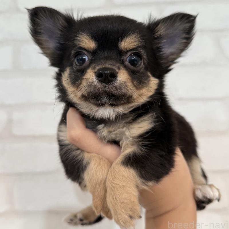 販売中の大阪府のチワワ(ロングコート)-439803の6枚目