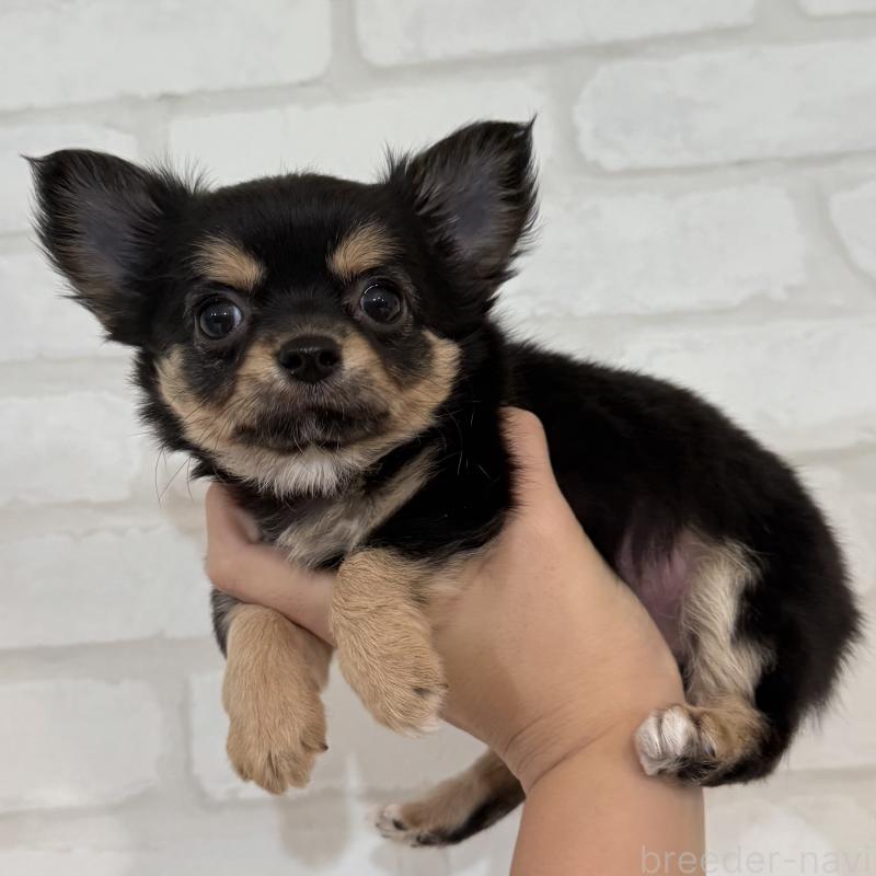 販売中の大阪府のチワワ(ロングコート)-439803の5枚目