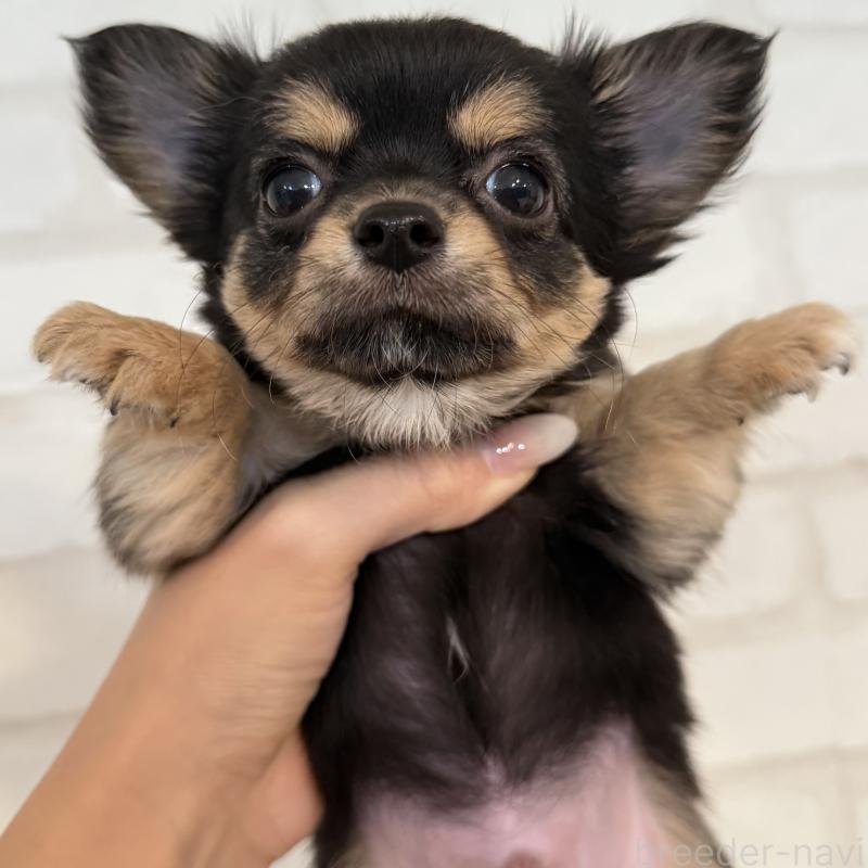 販売中の大阪府のチワワ(ロングコート)-439803の4枚目