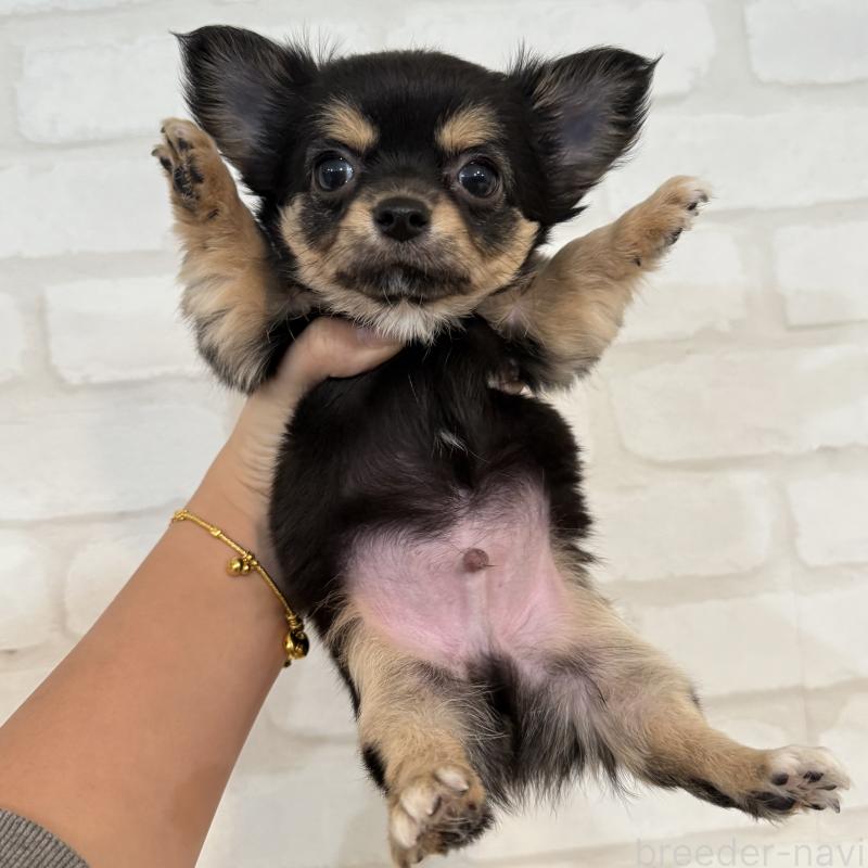 販売中の大阪府のチワワ(ロングコート)-439803の3枚目