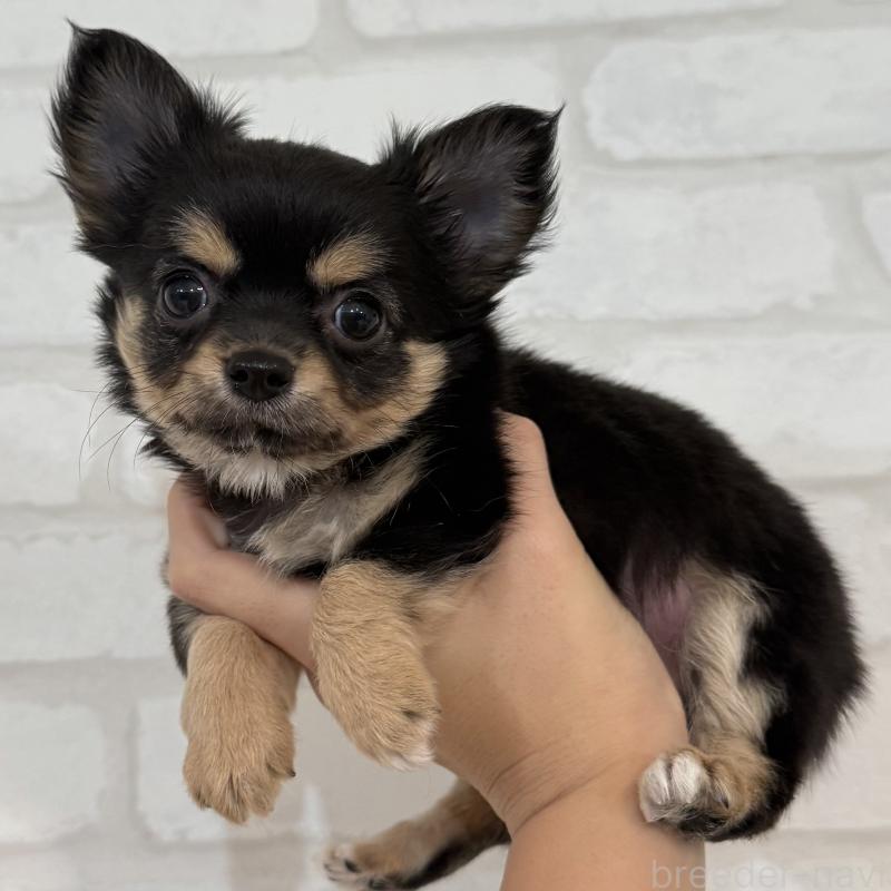 販売中の大阪府のチワワ(ロングコート)-439803の2枚目