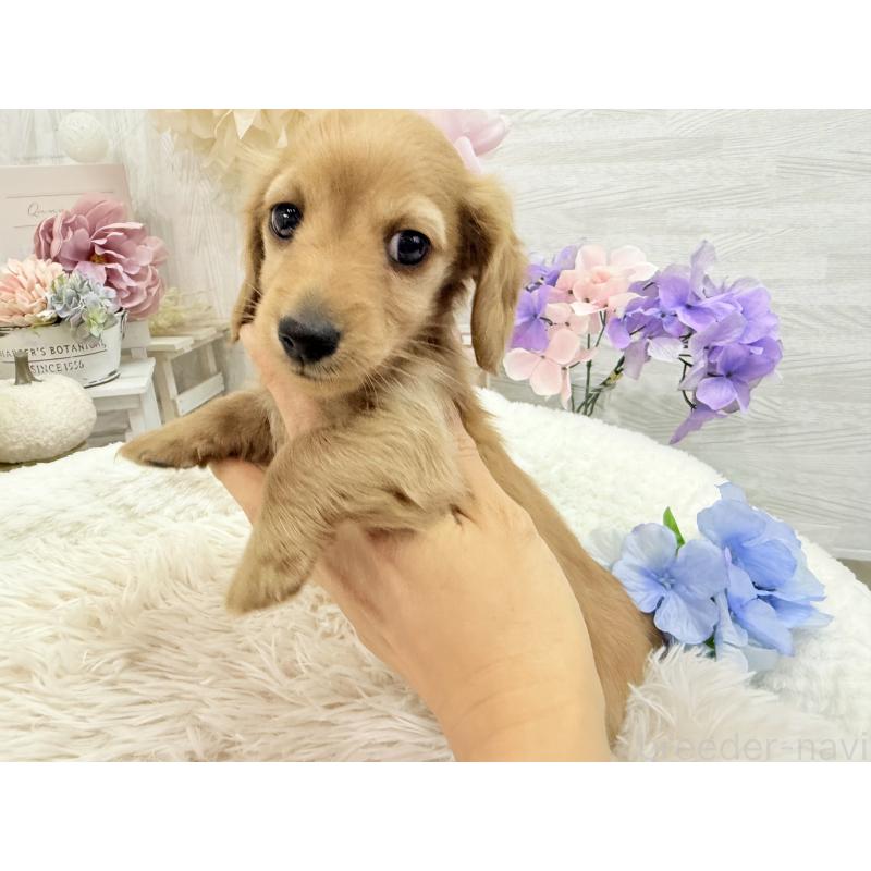 成約済の京都府のミニチュアダックスフンド(ロングヘアード)-437906の8枚目