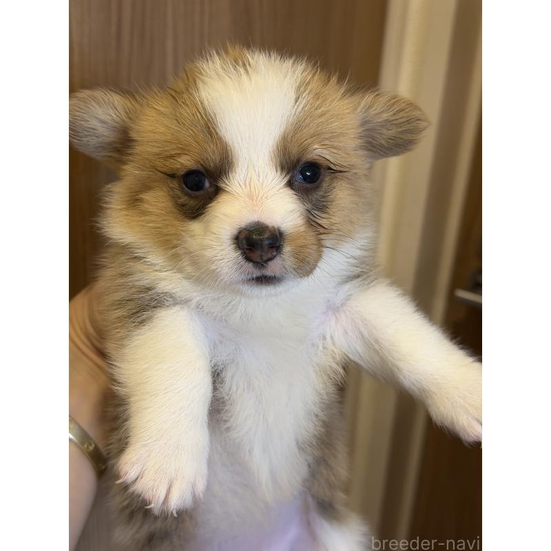 成約済の愛知県のウェルシュコーギーペンブローク-436852の8枚目