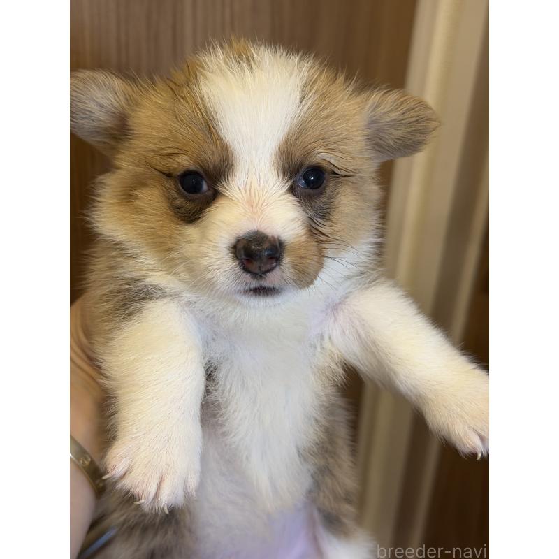 成約済の愛知県のウェルシュコーギーペンブローク-436852の7枚目