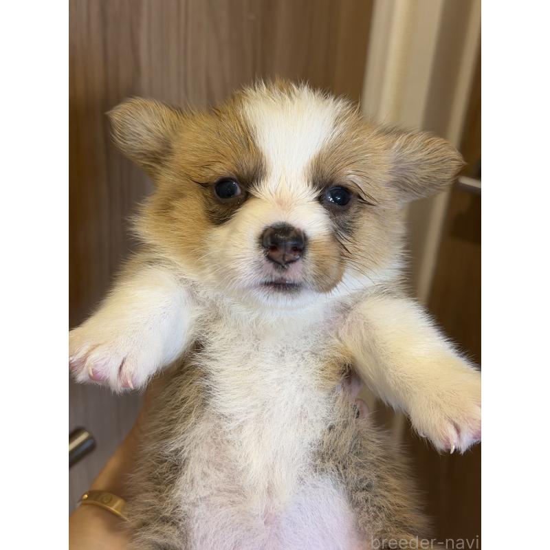 成約済の愛知県のウェルシュコーギーペンブローク-436852の6枚目