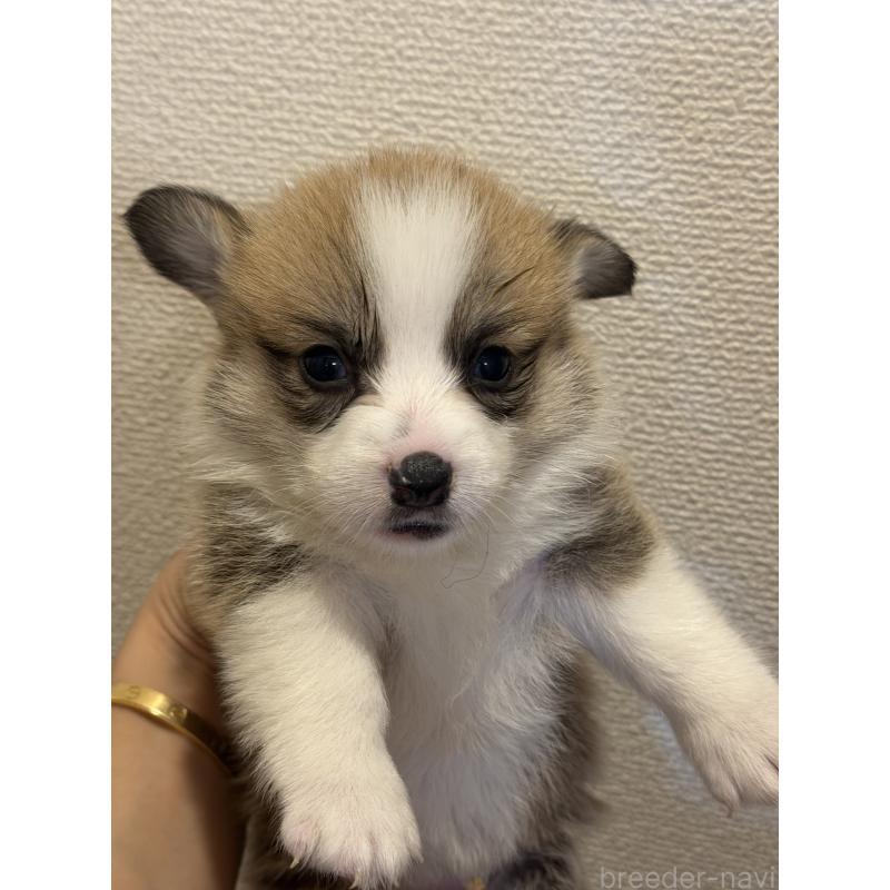 成約済の愛知県のウェルシュコーギーペンブローク-436851の5枚目