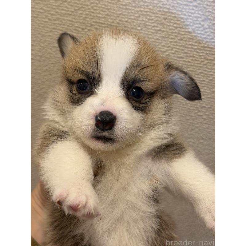 成約済の愛知県のウェルシュコーギーペンブローク-436851の4枚目