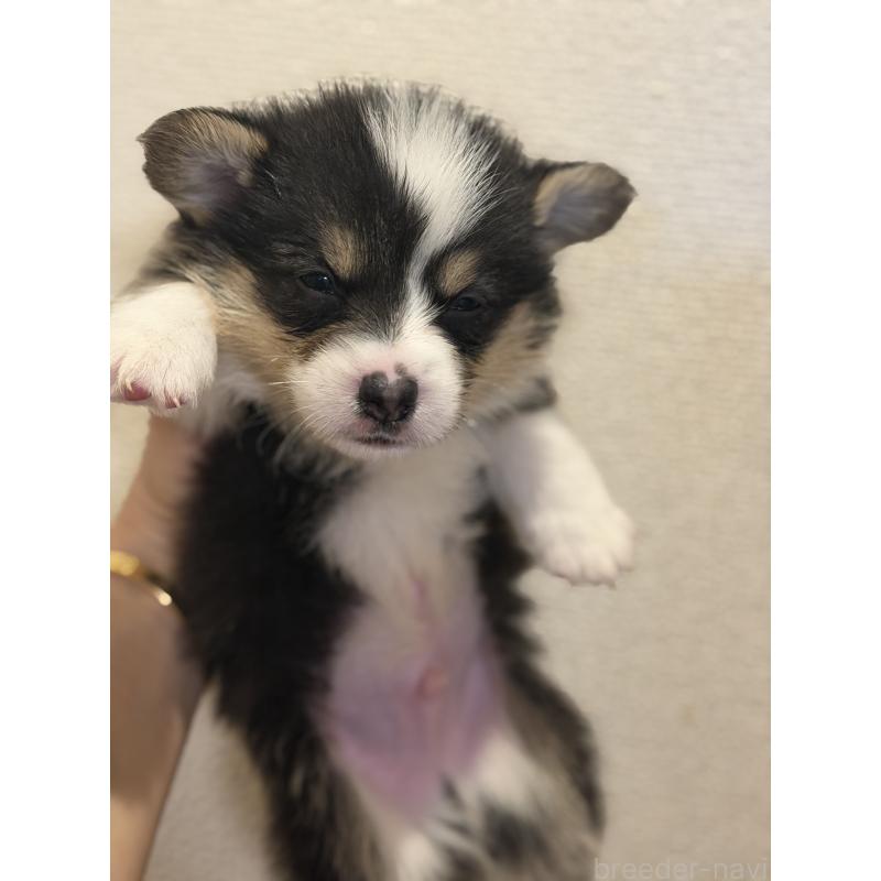 成約済の愛知県のウェルシュコーギーペンブローク-436849の6枚目