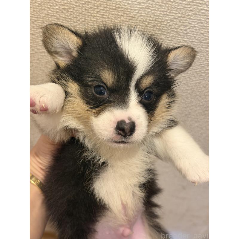 成約済の愛知県のウェルシュコーギーペンブローク-436849の5枚目