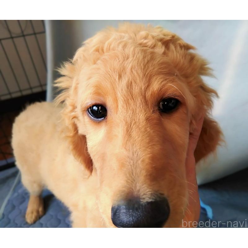 販売中の兵庫県のゴールデンドゥードル:ゴールデンレトリーバー×プードル-427960の4枚目