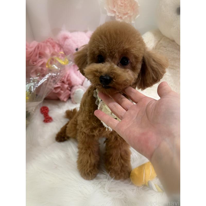 販売中の香川県のタイニープードル-386297の4枚目