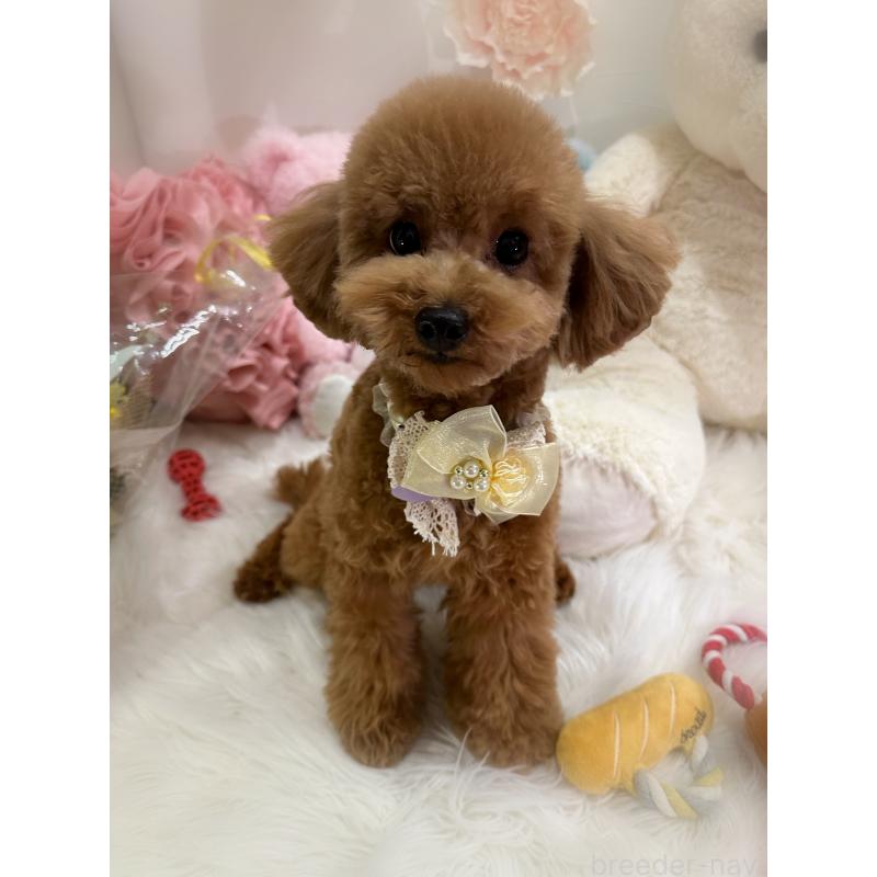 販売中の香川県のタイニープードル-386297の3枚目