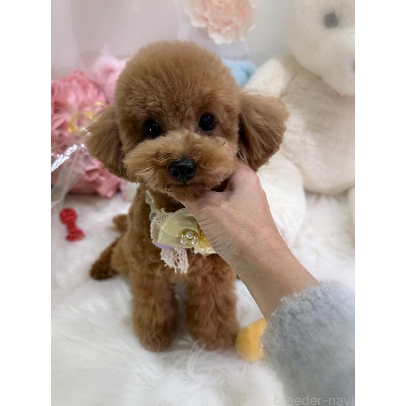 販売中の香川県のタイニープードル-386297の2枚目