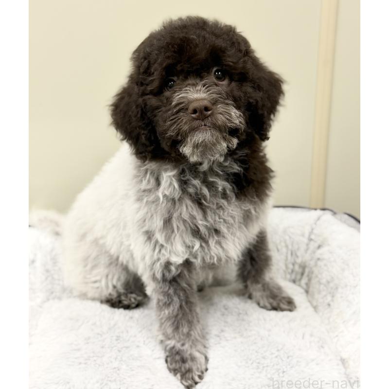 販売中の群馬県のロマーニャウォータードッグ(ラゴット)-437887の11枚目