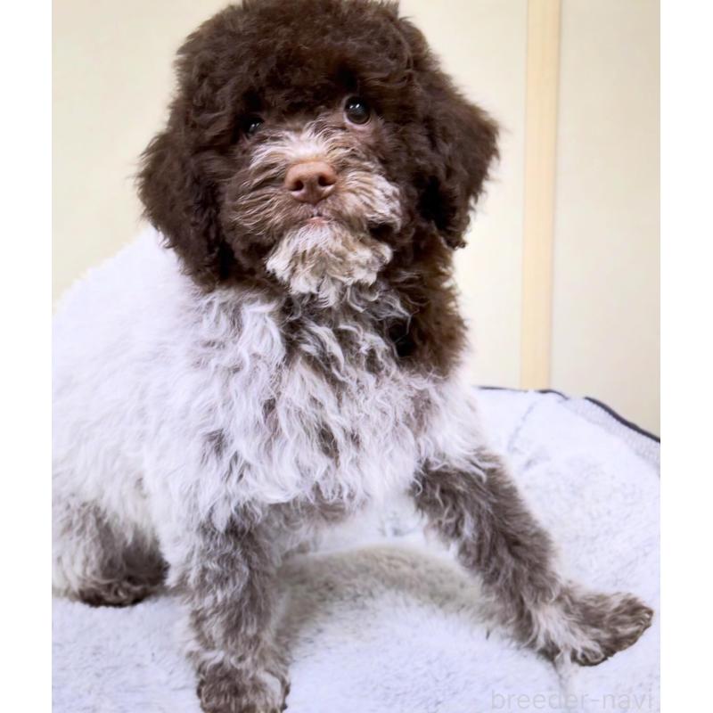 販売中の群馬県のロマーニャウォータードッグ(ラゴット)-437887の10枚目