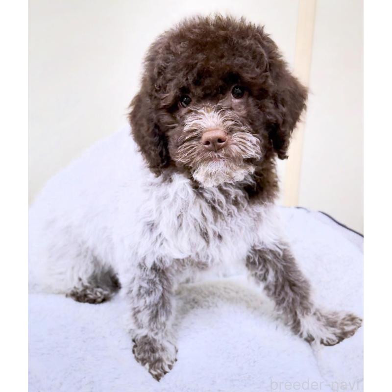 販売中の群馬県のロマーニャウォータードッグ(ラゴット)-437887の8枚目