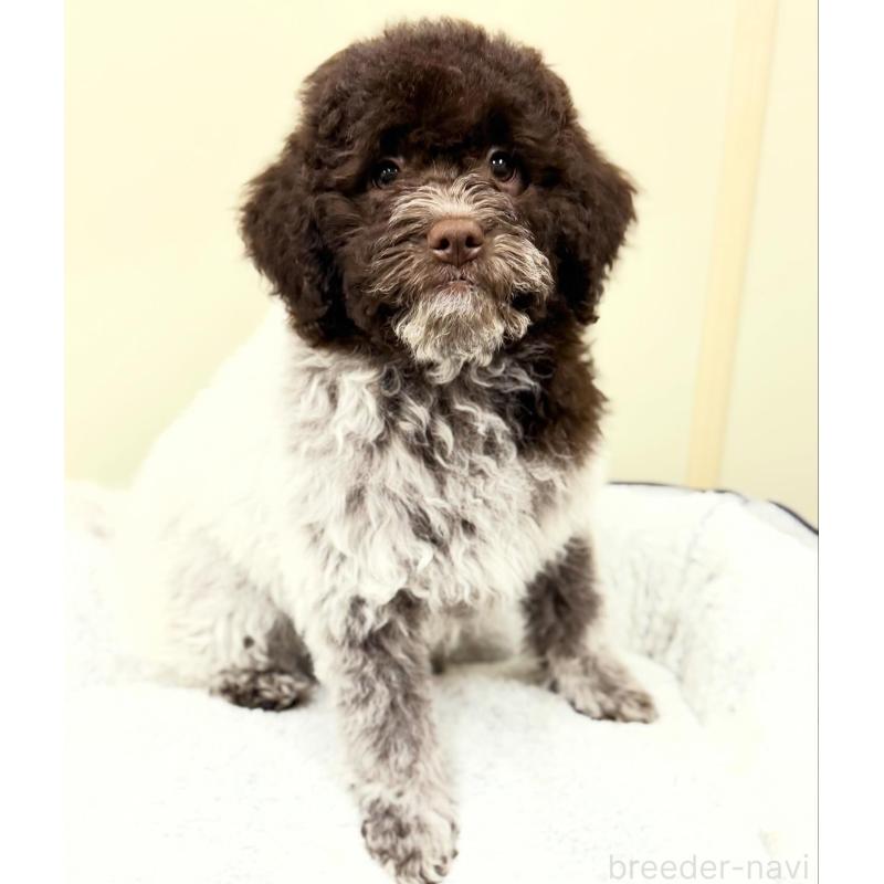 販売中の群馬県のロマーニャウォータードッグ(ラゴット)-437887の7枚目