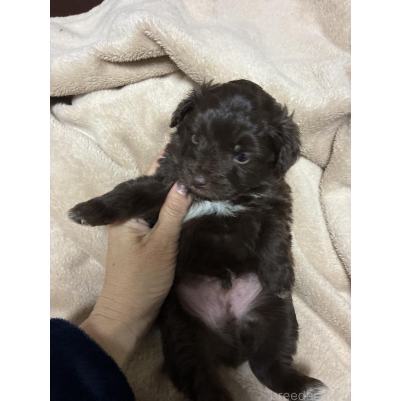 販売中の宮城県のポメプー:ポメラニアン×トイプードル-439806の3枚目