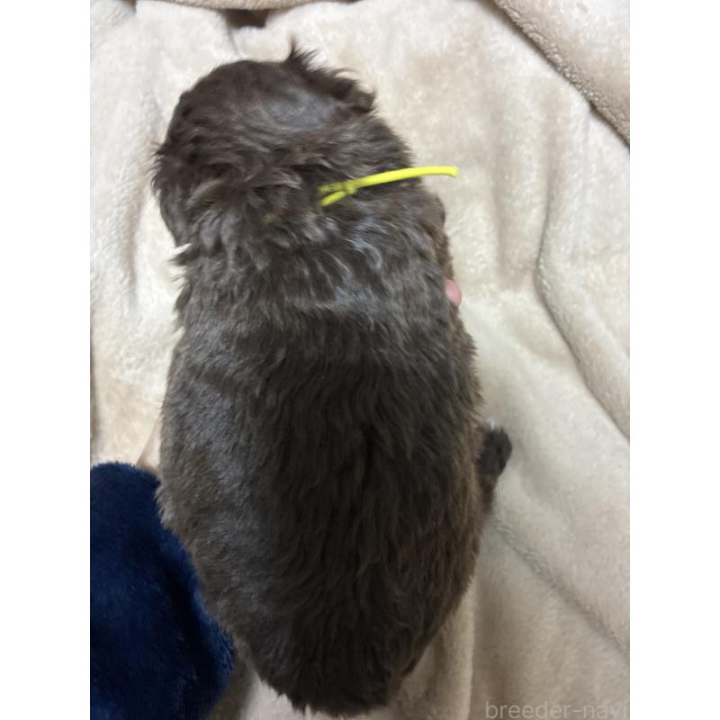 販売中の宮城県のポメプー:ポメラニアン×トイプードル-439806の2枚目