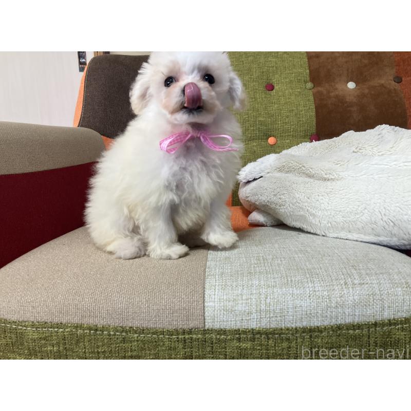販売中の福岡県のマルプー:マルチーズ×トイプードル-439804の12枚目