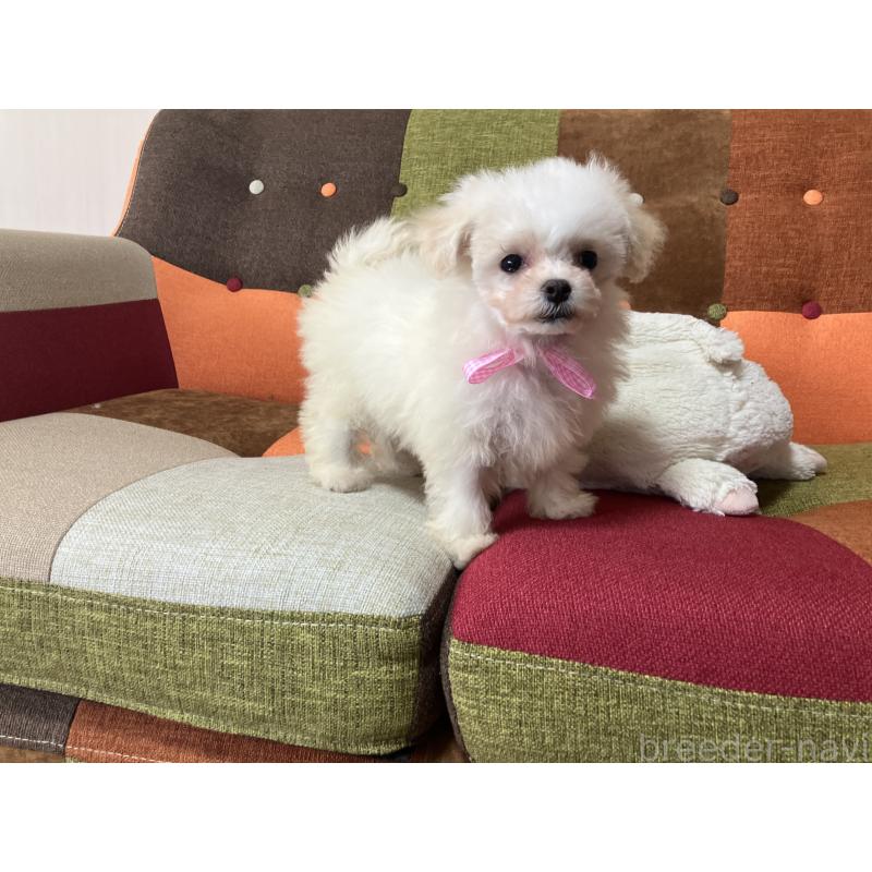 販売中の福岡県のマルプー:マルチーズ×トイプードル-439804の11枚目