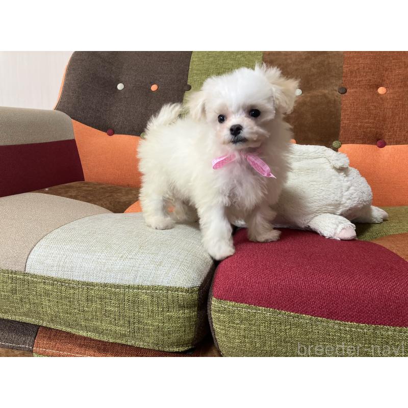 販売中の福岡県のマルプー:マルチーズ×トイプードル-439804の10枚目