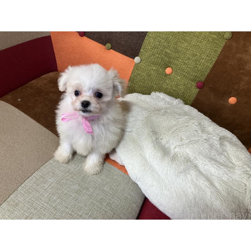 販売中の福岡県のマルプー:マルチーズ×トイプードル-439804の8枚目