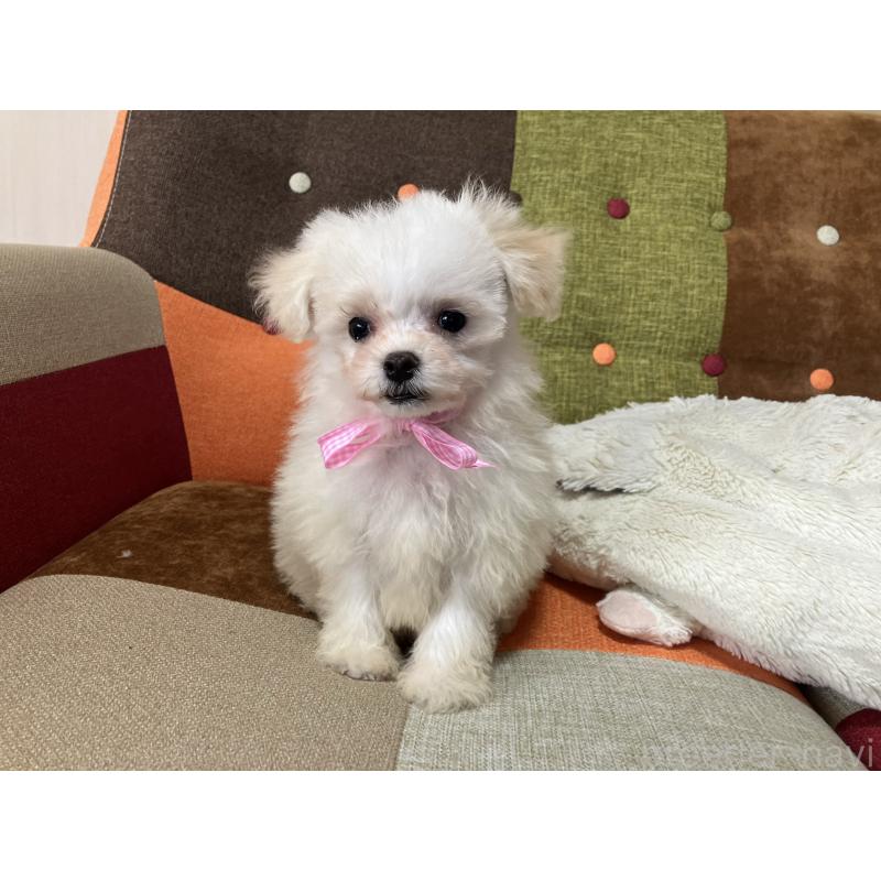 販売中の福岡県のマルプー:マルチーズ×トイプードル-439804の7枚目