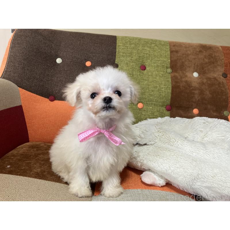 販売中の福岡県のマルプー:マルチーズ×トイプードル-439804の4枚目