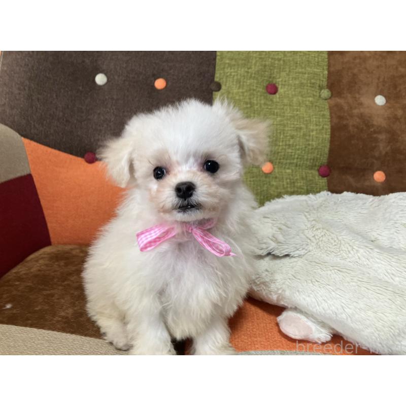 販売中の福岡県のマルプー:マルチーズ×トイプードル-439804の3枚目