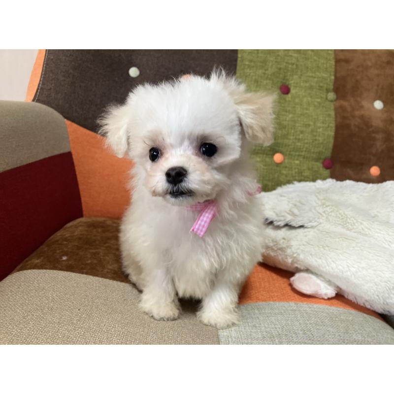 販売中の福岡県のマルプー:マルチーズ×トイプードル-439804の2枚目