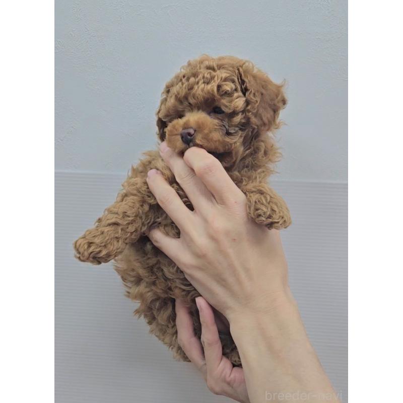 販売中の熊本県のタイニープードル-439805の4枚目