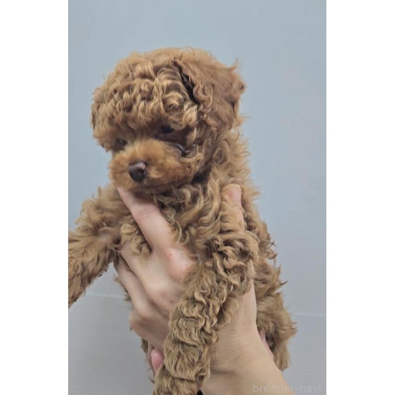 販売中の熊本県のタイニープードル-439805の3枚目