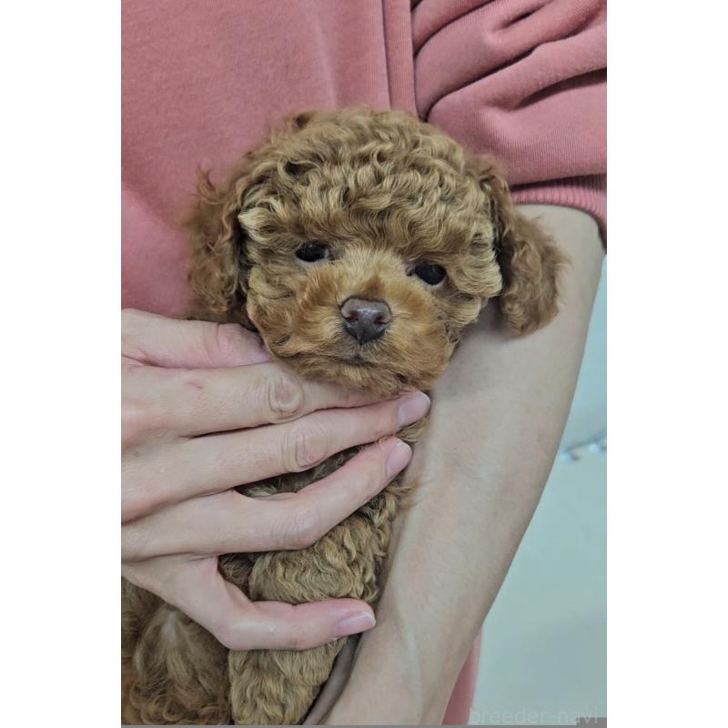 販売中の熊本県のタイニープードル-439805の2枚目