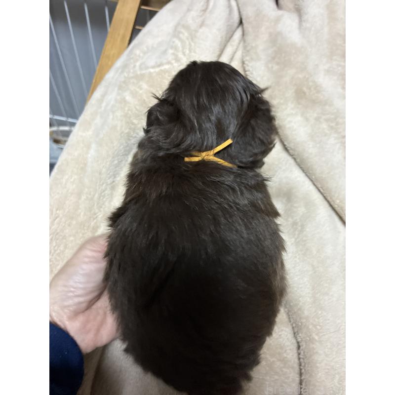 販売中の宮城県のポメプー:ポメラニアン×トイプードル-439807の3枚目