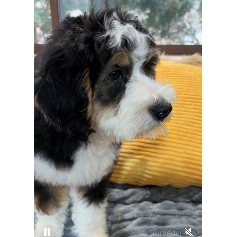 販売中の熊本県のバーニードゥードル:バーニーズ×スタンダードプードル-439810の6枚目