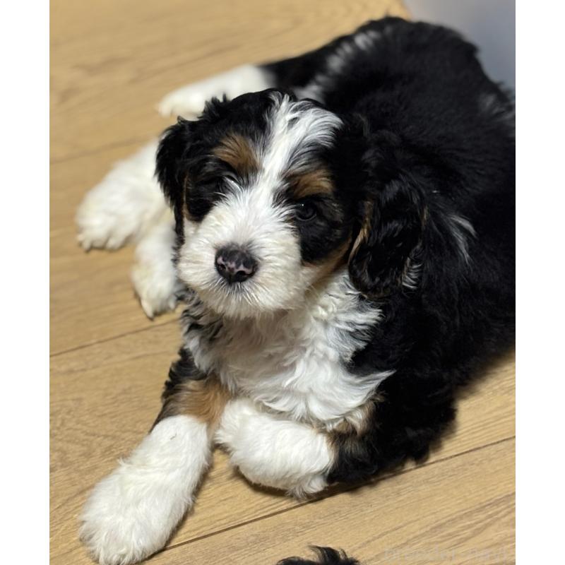 販売中の熊本県のバーニードゥードル:バーニーズ×スタンダードプードル-439810の5枚目