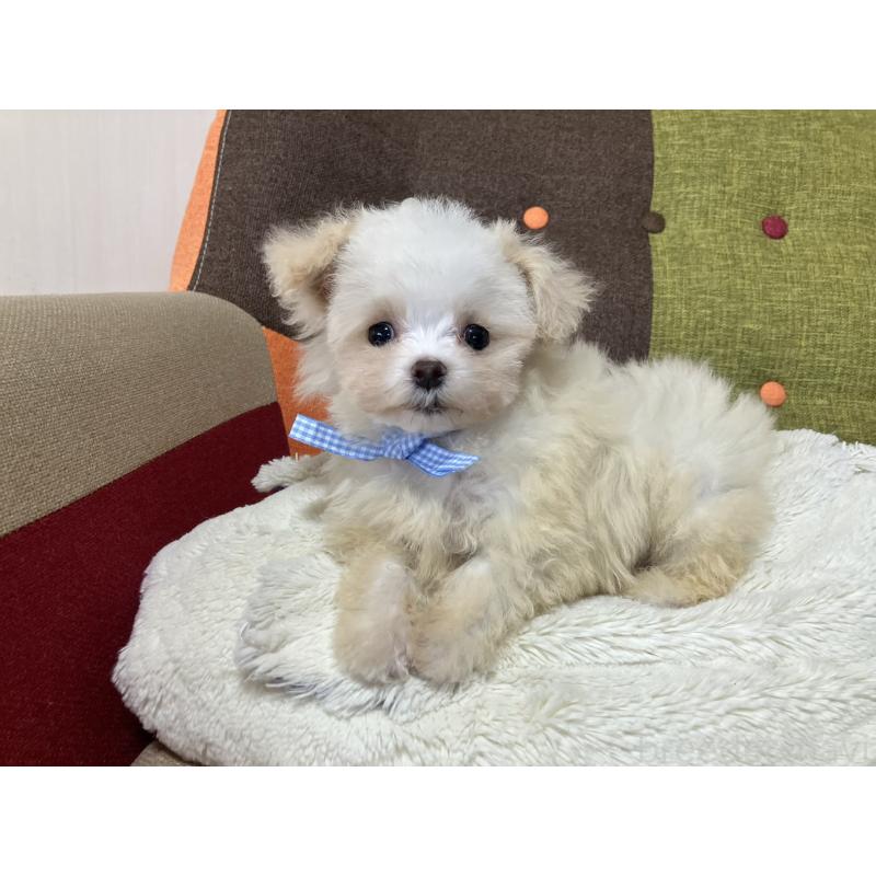 販売中の福岡県のマルプー:マルチーズ×トイプードル-439808の1枚目