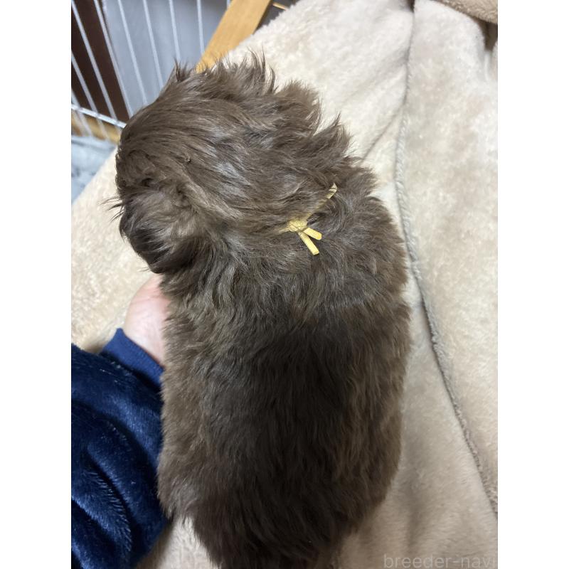販売中の宮城県のポメプー:ポメラニアン×トイプードル-439811の3枚目