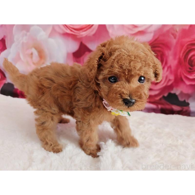 販売中の岐阜県のタイニープードル-439812の10枚目