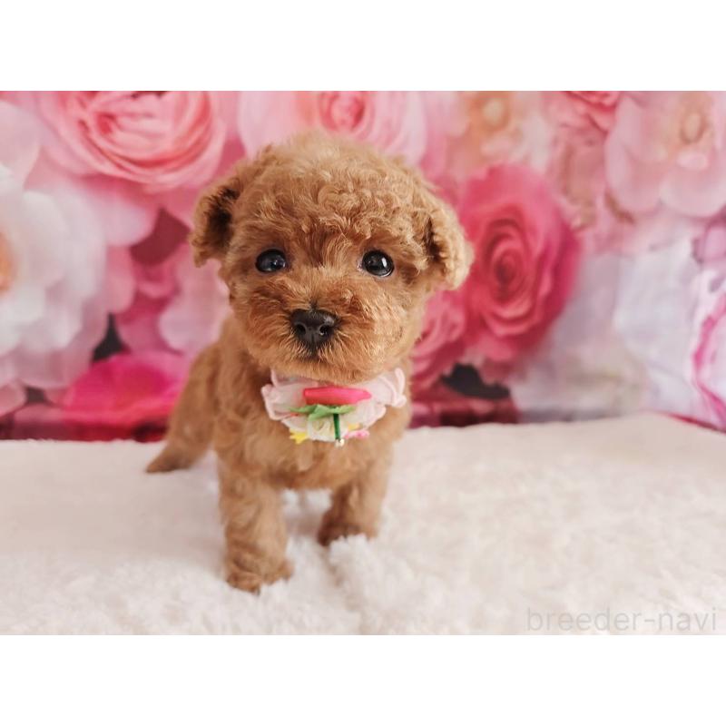 販売中の岐阜県のタイニープードル-439812の9枚目