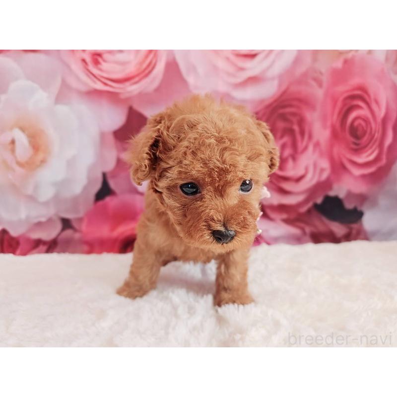 販売中の岐阜県のタイニープードル-439812の8枚目