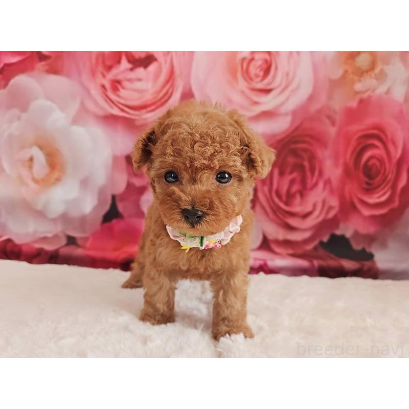 販売中の岐阜県のタイニープードル-439812の7枚目