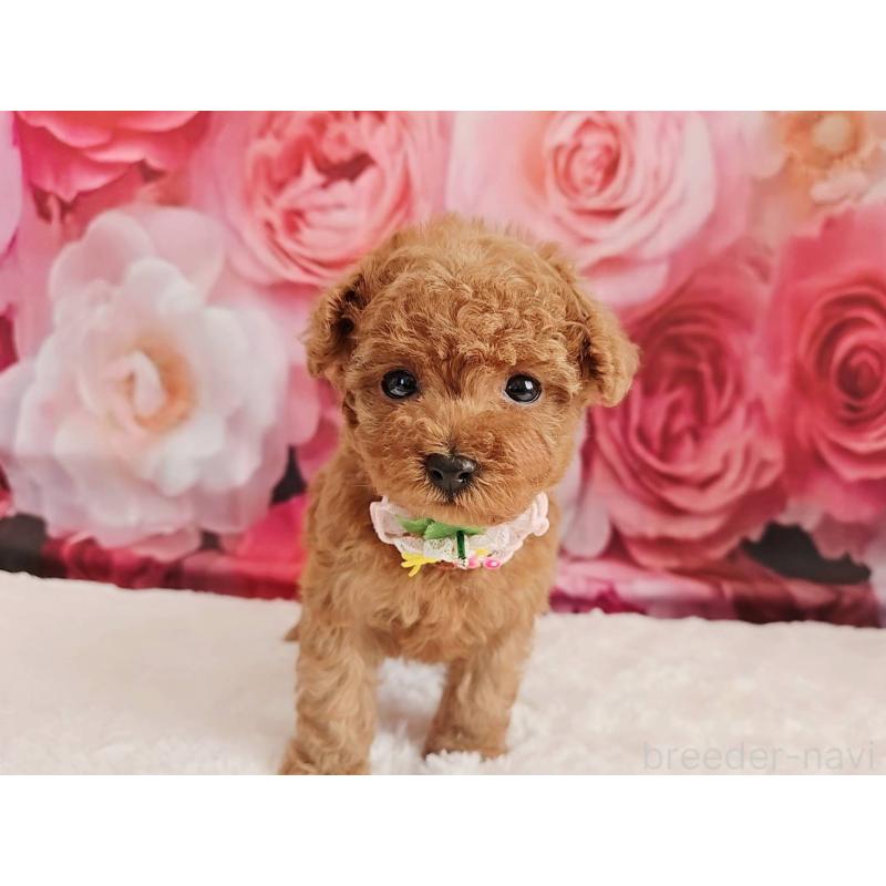 販売中の岐阜県のタイニープードル-439812の5枚目