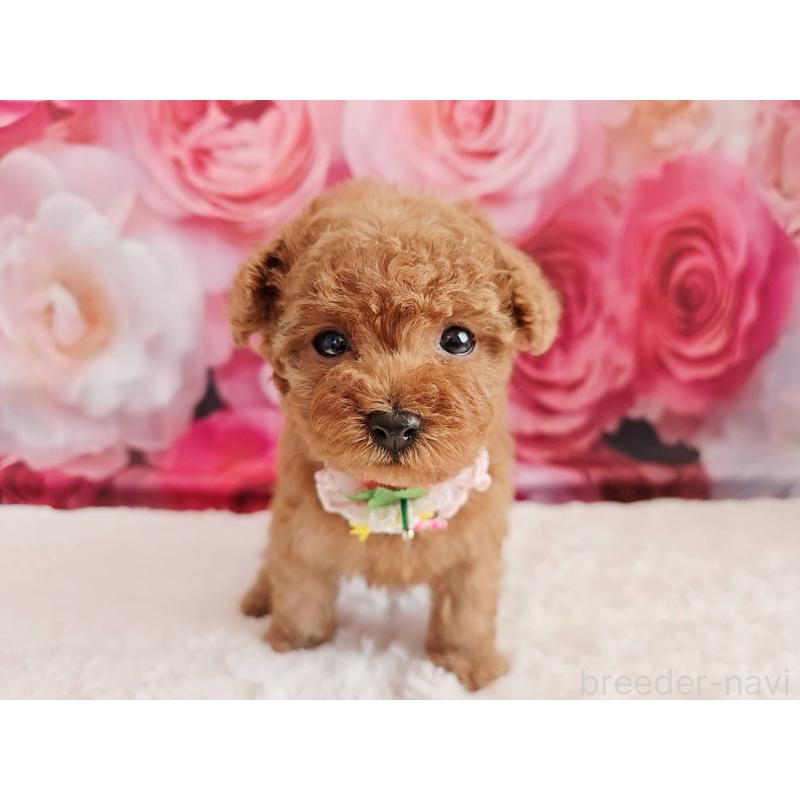 販売中の岐阜県のタイニープードル-439812の4枚目
