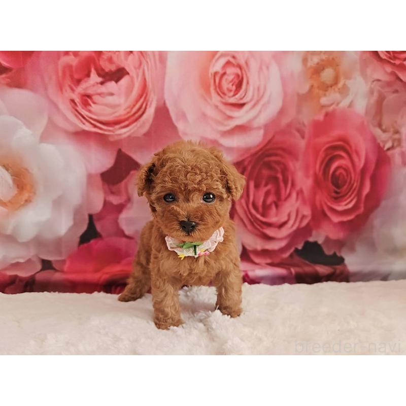 販売中の岐阜県のタイニープードル-439812の3枚目