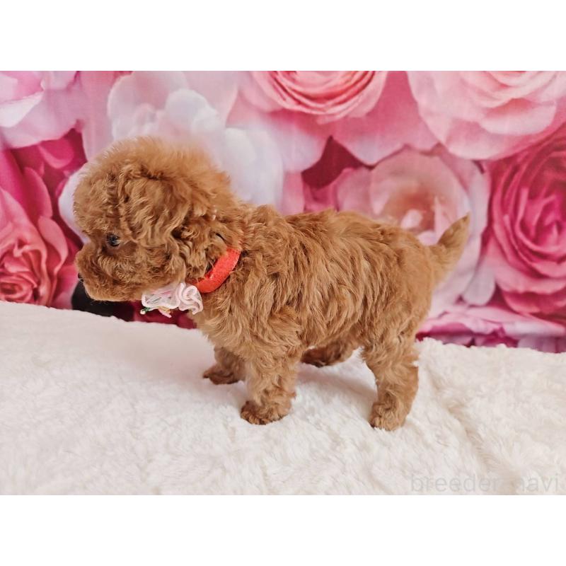 販売中の岐阜県のタイニープードル-439812の2枚目