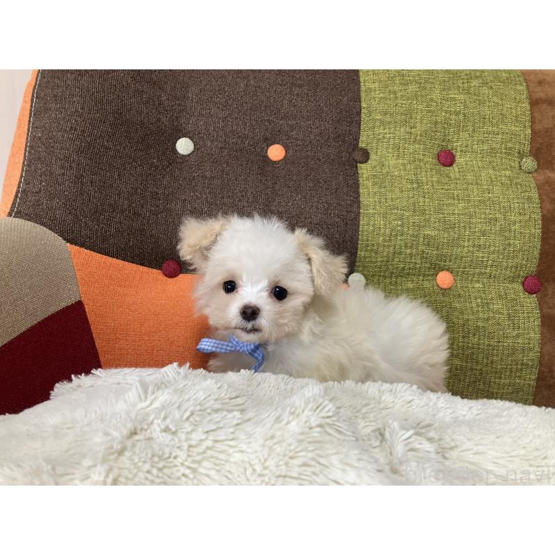 販売中の福岡県のマルプー:マルチーズ×トイプードル-439808の9枚目