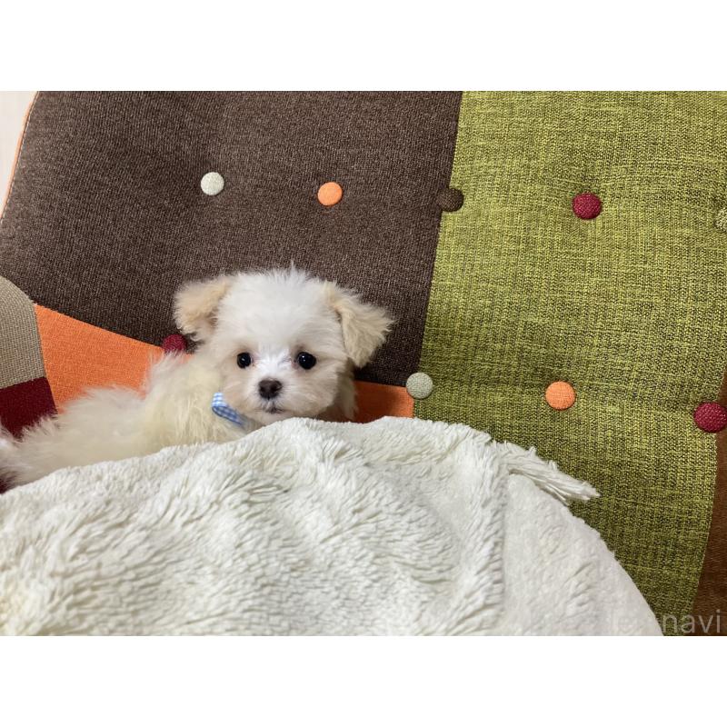 販売中の福岡県のマルプー:マルチーズ×トイプードル-439808の8枚目