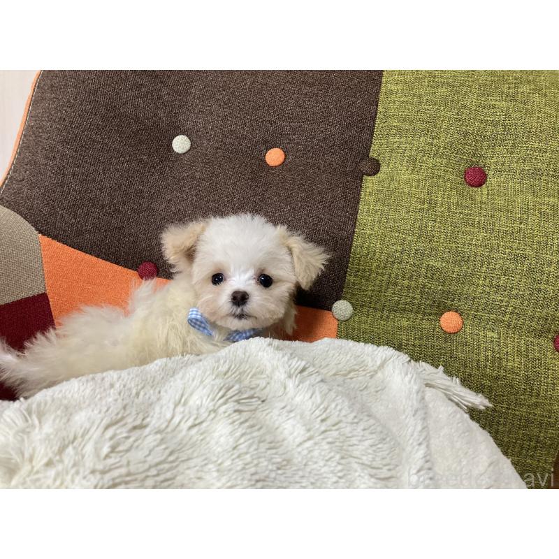 販売中の福岡県のマルプー:マルチーズ×トイプードル-439808の7枚目